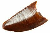 Serrated Raptor Tooth - Real Dinosaur Tooth #364836-1